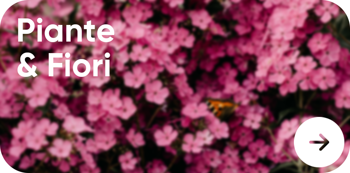 Piante, fiori e lumini votivi